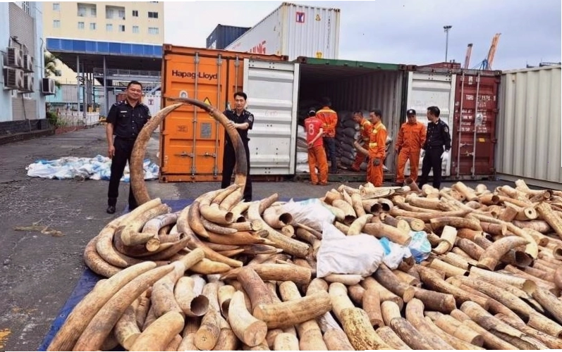 Tác động của con người lên môi trường tự nhiên là nguyên nhân chính dẫn đến nguy cơ tuyệt chủng của nhiều loài