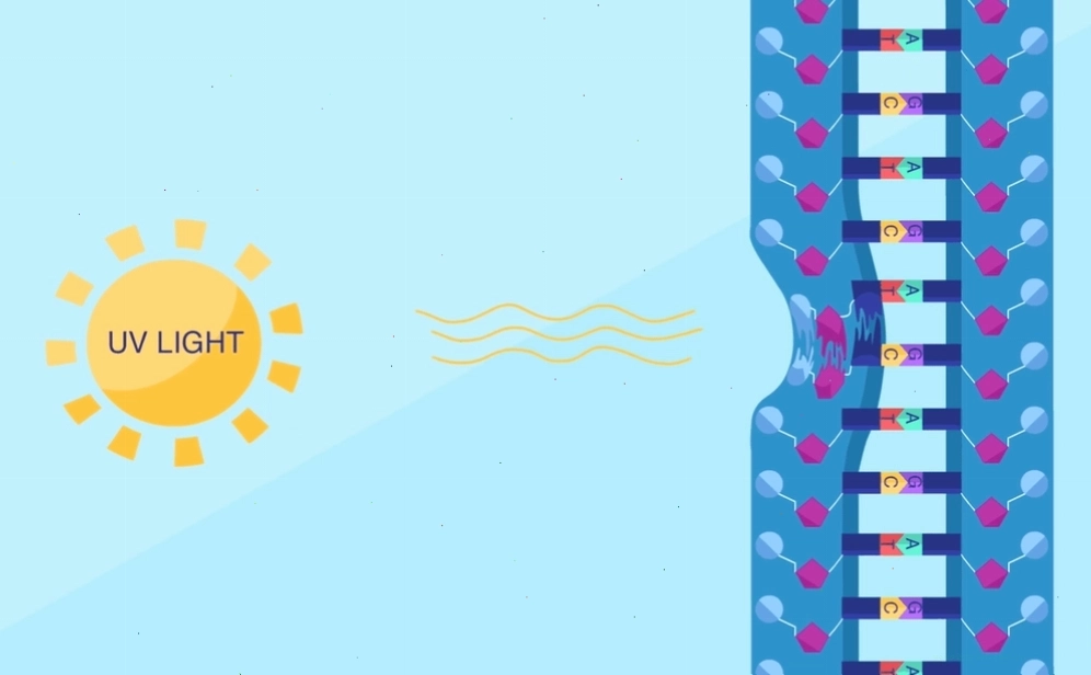 Tác động của tia cực tím gây ra sự biến đổi gen trên DNA