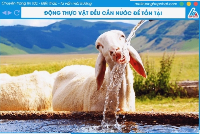 Tầm quan trọng của nước đối với sự sống của sinh vật, bao gồm cả thực vật