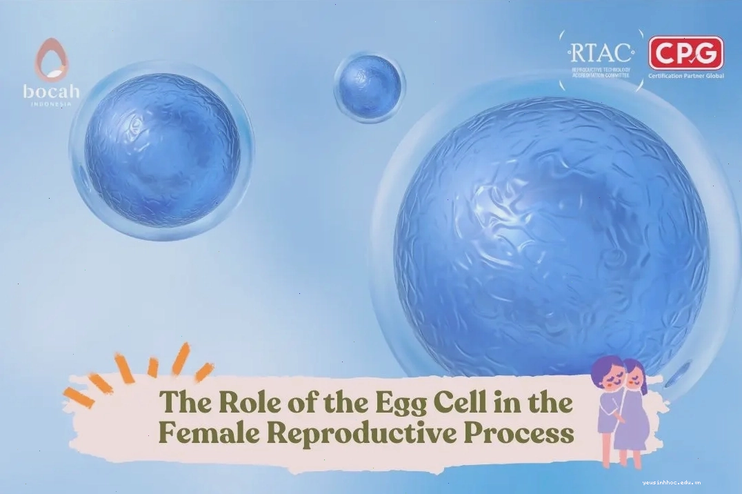 Tầm quan trọng của trứng rụng (egg cell) trong quá trình sinh sản của nữ giới