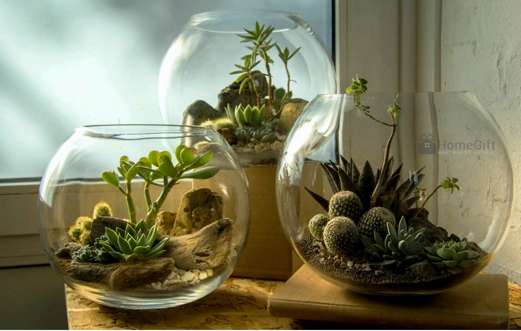 Terrarium với các loại thực vật cam tạo nên không gian xanh độc đáo
