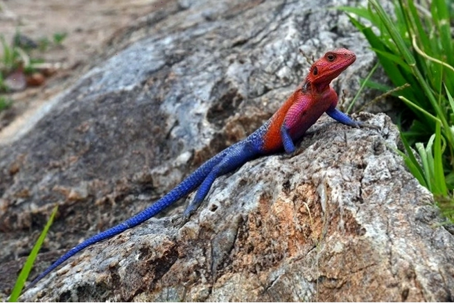 Thằn lằn Agama đầu đỏ với màu sắc rực rỡ