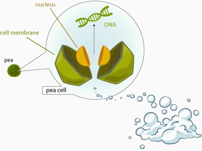 Thí nghiệm chiết xuất DNA đơn giản