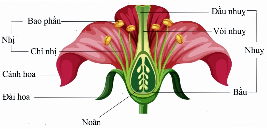 Thí nghiệm của Mendel trên cây đậu Hà Lan