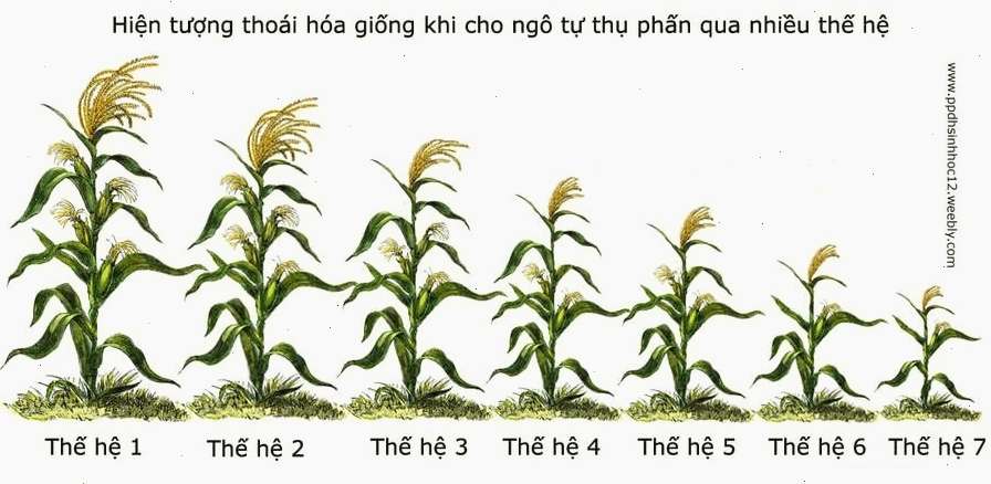Thoái hóa giống do giao phối gần