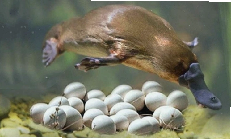 Thú mỏ vịt con