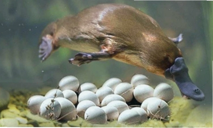 Thú mỏ vịt, một trong những loài động vật có vú đẻ trứng độc đáo nhất thế giới