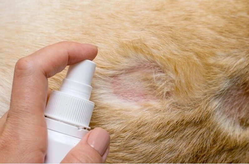 Thuốc bôi điều trị nấm mèo ở người