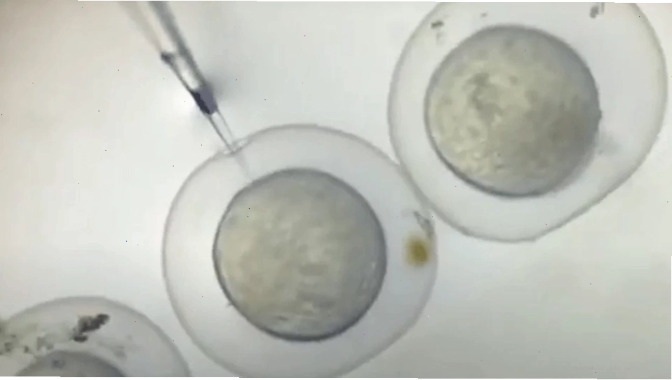 Tiêm vi thao tác vào phôi cá ngựa vằn (zebrafish)