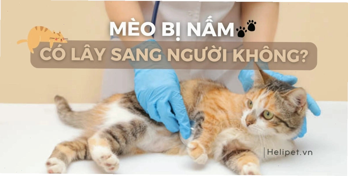 Tiếp xúc với mèo bị nấm là nguyên nhân chính lây nhiễm