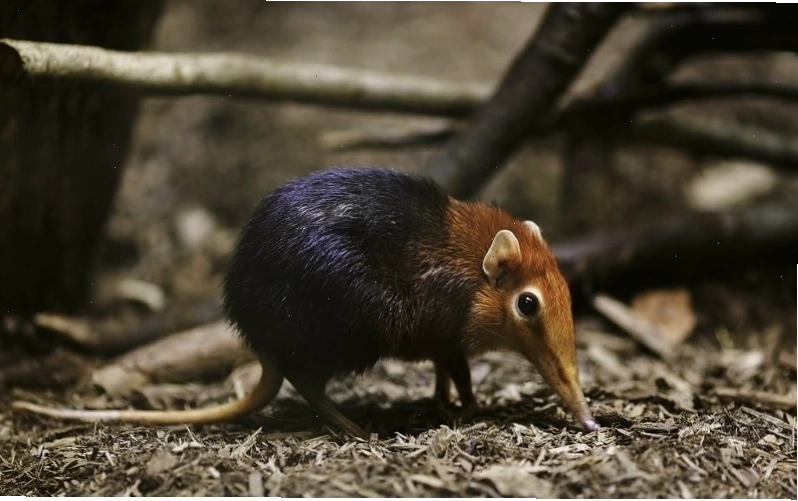 Tiêu chí IUCN giúp đánh giá chính xác mức độ đe dọa tuyệt chủng của từng loài