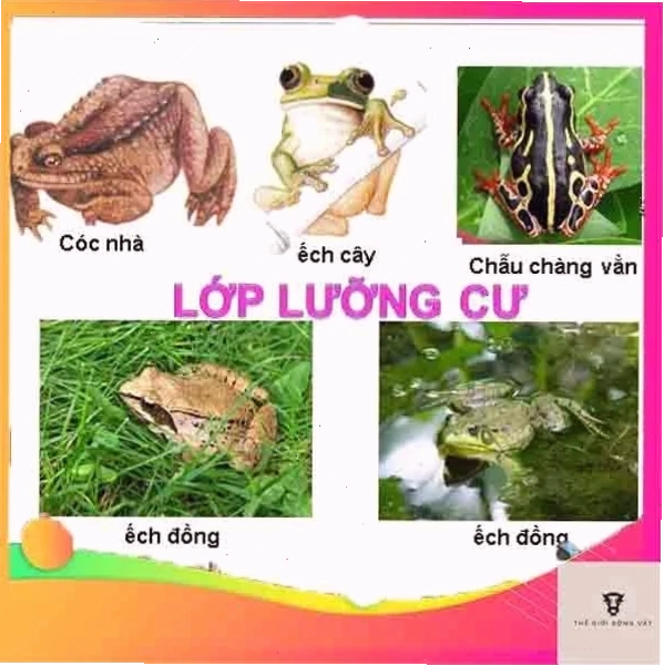 Tổng quan về lưỡng cư: đặc điểm, cấu tạo và đại diện tiêu biểu