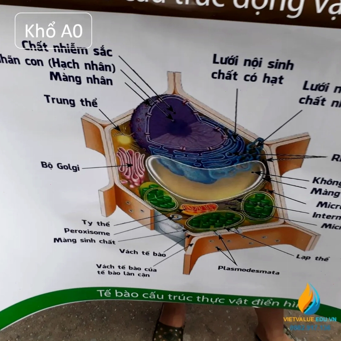 Tranh vẽ minh họa tế bào thực vật với các chú thích chi tiết