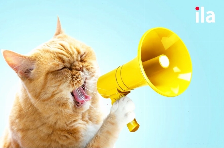 Trẻ em đang tương tác với các thẻ hình ảnh động vật