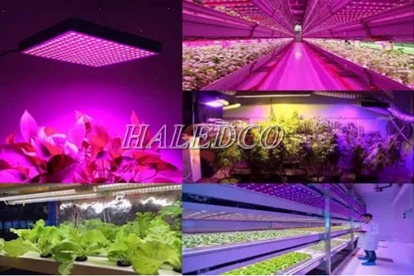 Trồng cây trong nhà kính sử dụng đèn LED
