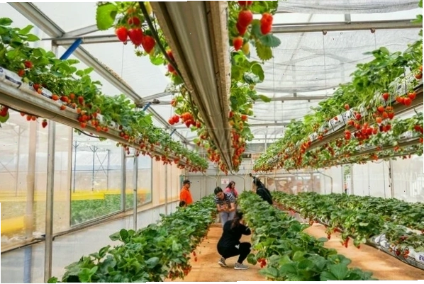 Trồng dâu tây trong nhà kính với hệ thống chiếu sáng hỗ trợ