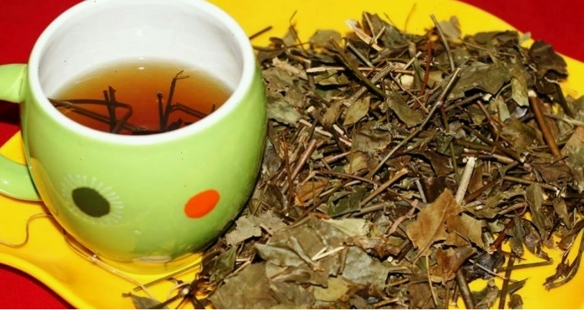 Uống chè vằng giúp giảm cân, đánh tan mỡ thừa và thúc đẩy quá trình trao đổi chất