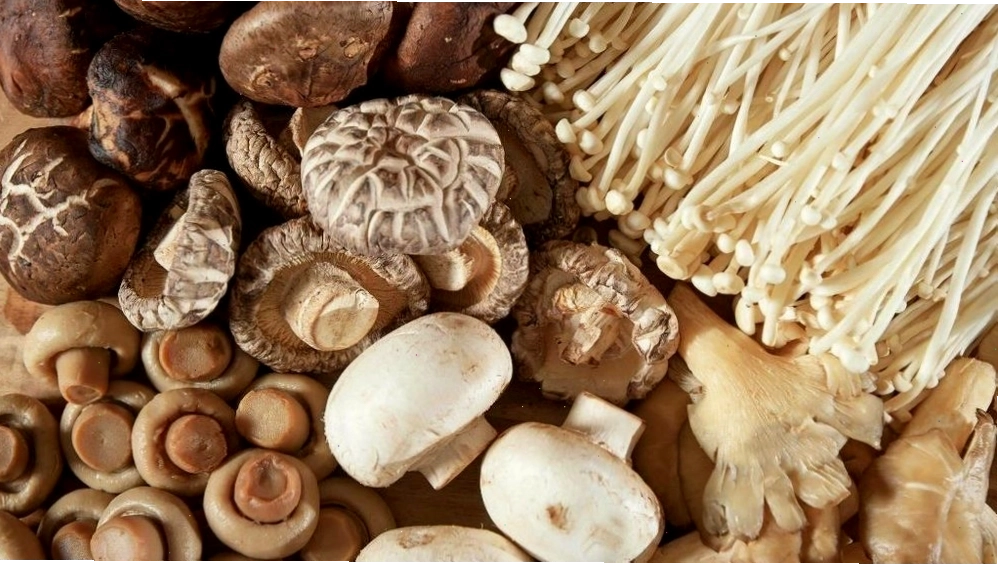Vai trò của nấm trong hệ sinh thái