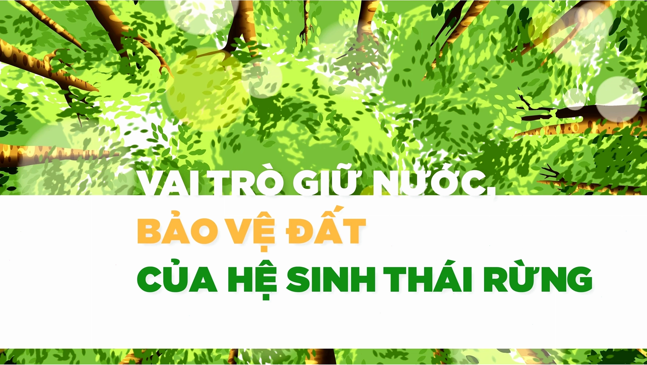 Vai trò giữ nước và bảo vệ đất của hệ sinh thái rừng