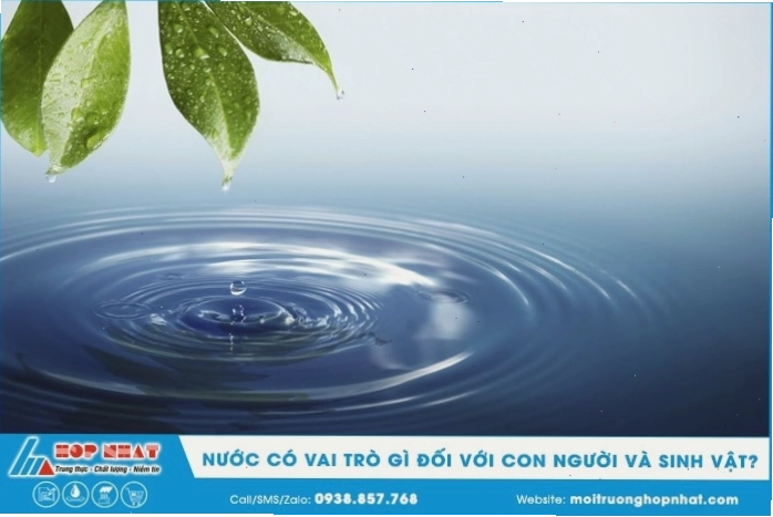 Vận chuyển nước và dinh dưỡng trong cây