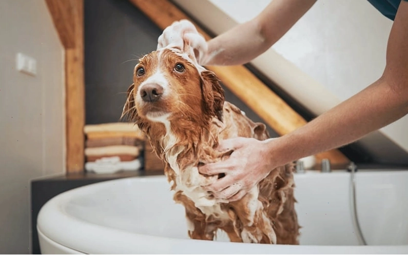 Vệ sinh thú cưng và môi trường sống là biện pháp phòng tránh ve hiệu quả