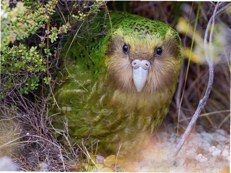 Vẹt Kakapo là loài vẹt không biết bay