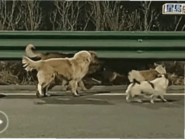 Video cảm động về đàn chó hoang dã đoàn kết vượt khó khăn