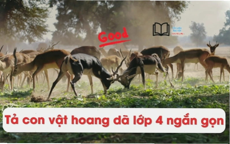 Viết bài văn tả con vật hoang dã lớp 4 ngắn gọn nhất