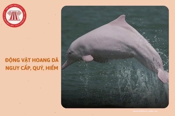 Voi châu Á là một trong các loài động vật hoang dã quý hiếm tại Việt Nam