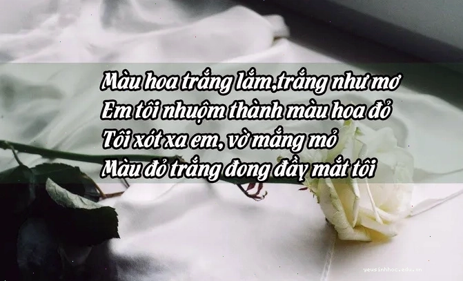 Vòng tay tình nhân được trang trí bằng hoa hồng