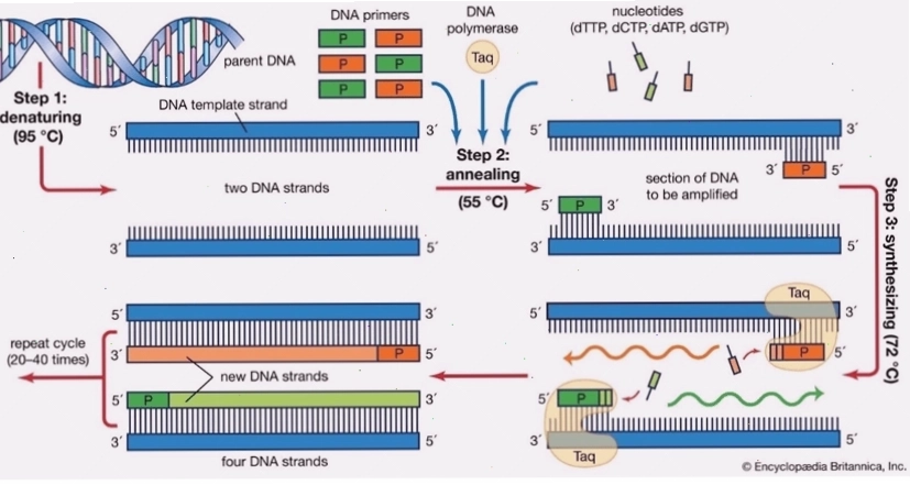 Ý nghĩa của tái bản DNA đối với sự sống