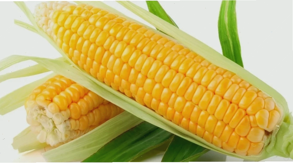Cá hồi biến đổi gen có kích thước lớn hơn cá hồi bình thường
