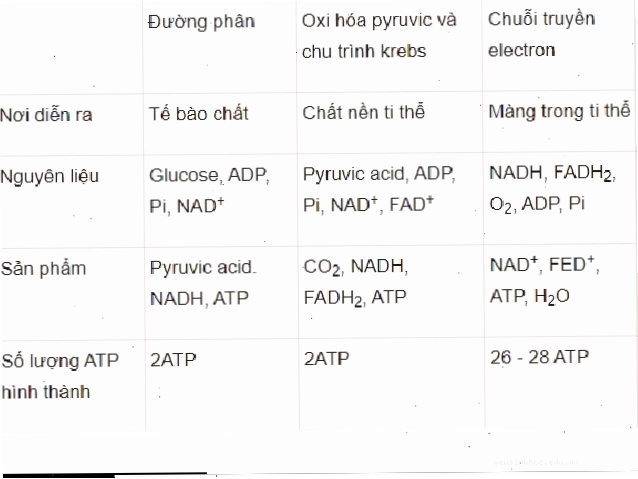 Cấu tạo khí khổng với tế bào bảo vệ hình hạt đậu