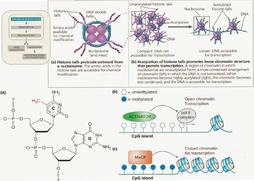 Cấu trúc phân tử 5-methylcytosine
