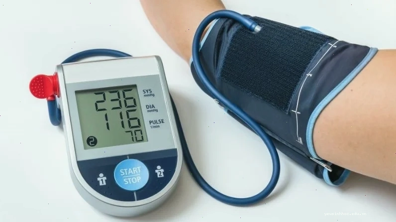 Cây nhàu giúp bảo vệ tim mạch và giảm nguy cơ cao huyết áp