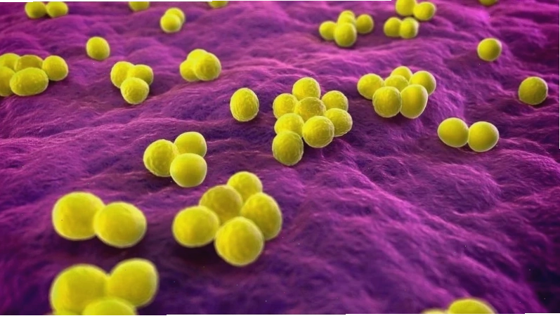 Chiết xuất của cỏ mần trầu có tác dụng đối với tụ cầu vàng kháng methicillin