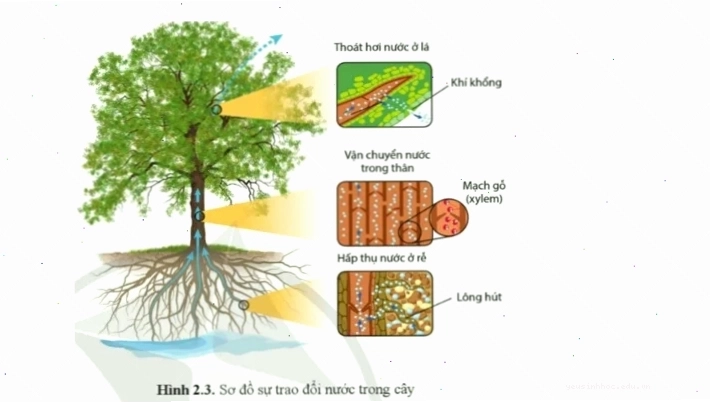Cơ chế hấp thụ nước và khoáng ở rễ cây