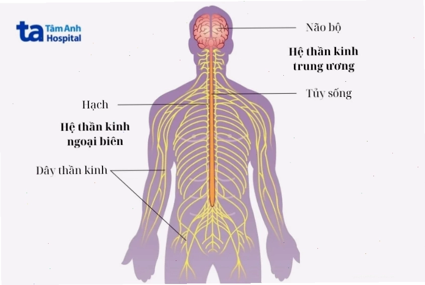 Giải phẫu cấu tạo hệ thần kinh ngoại biên