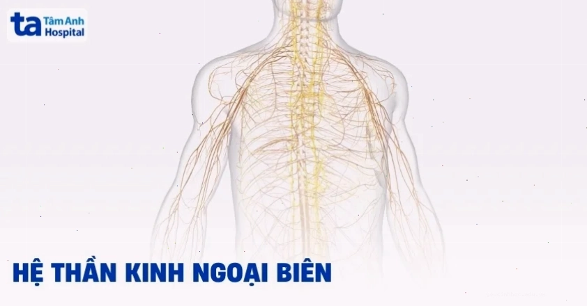 Hệ thần kinh ngoại biên