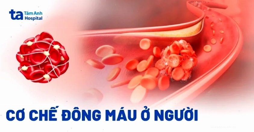 Hình ảnh minh họa các thành phần máu tham gia đông máu