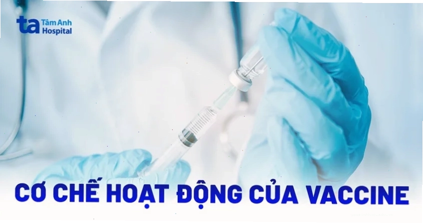 Minh họa cơ chế hoạt động của vaccine mRNA trong việc tạo kháng thể