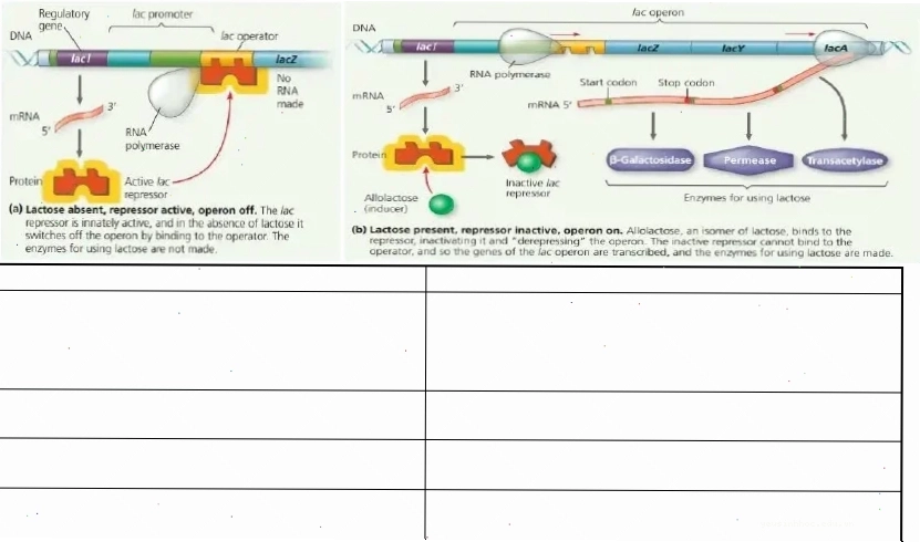 Minh họa quá trình methyl hóa ADN