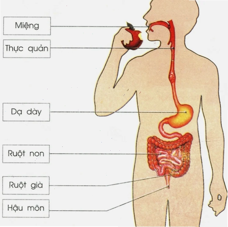Minh họa quá trình tiêu hóa thức ăn trước khi vào ruột non