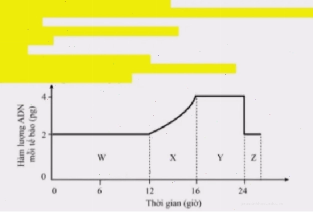 Nhiễm sắc thể được đóng gói cực đại trong phân bào