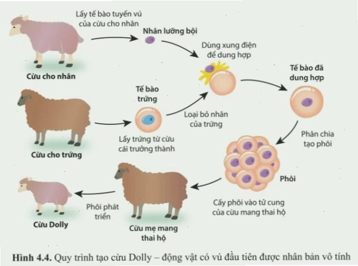 Quan sát hình 4.4 và cho biết cừu Dolly được nhân bản vô tính bằng cách nào