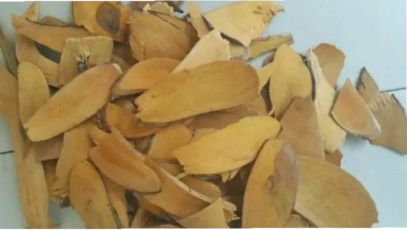 Rễ nhàu là vị thuốc hỗ trợ điều trị tăng huyết áp hiệu quả