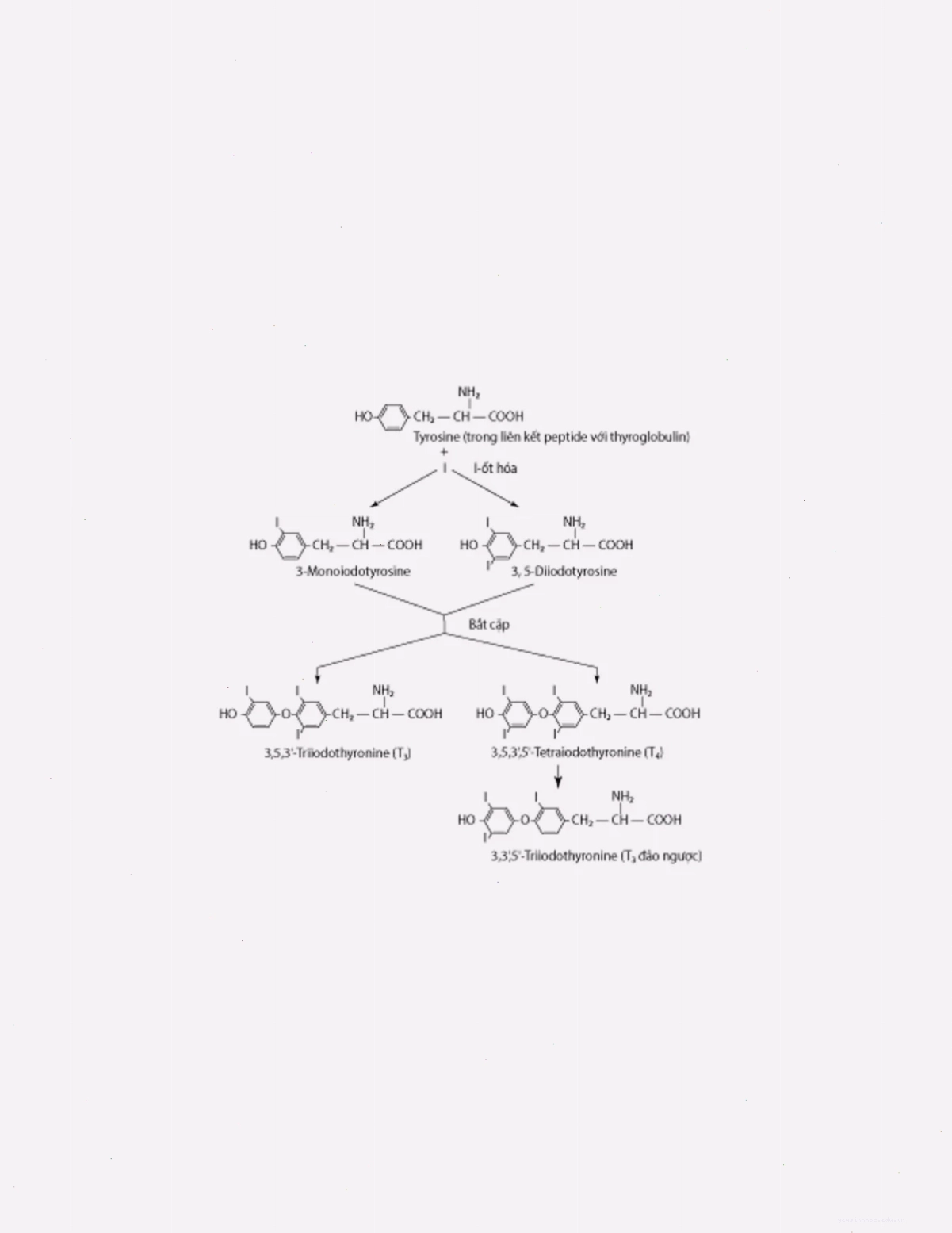 Sơ đồ minh họa quá trình tổng hợp hormone tuyến giáp