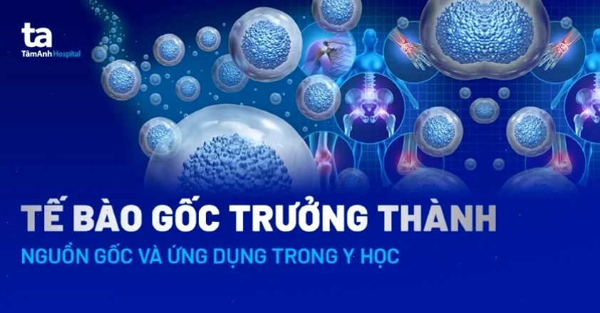 Tế bào gốc trưởng thành đóng vai trò quan trọng trong y học hiện đại