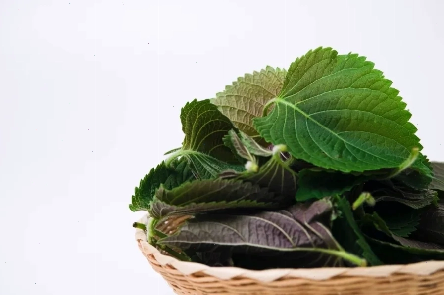 Thành phần dinh dưỡng đa dạng trong lá tía tô