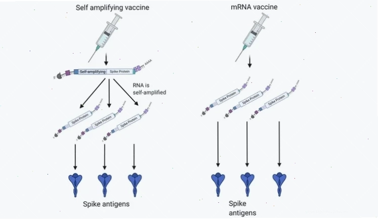 Tiềm năng ứng dụng của vắc xin mRNA trong y học hiện đại